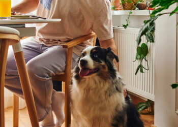 Se seu cachorro ama pão é melhor saber disso antes da próxima mordida