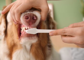 A melhor forma de manter o hálito e a saúde do seu pet em dia