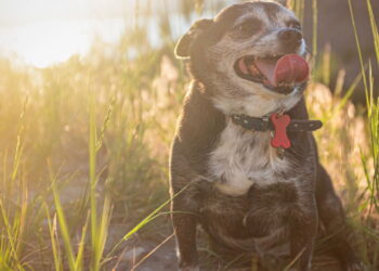 Seu pet pode estar sofrendo com o peso e você nem percebeu