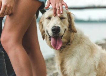 Os nomes de pets que mais cresceram em popularidade no Brasil nos últimos anos