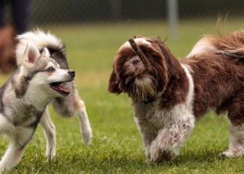 A linguagem corporal que mostra como os cães se despedem dos seus donos