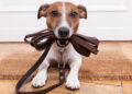 O melhor método para adestrar seu cão em casa com facilidade