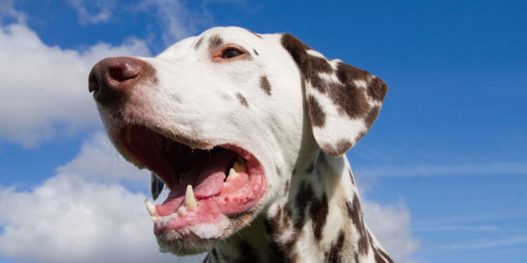 Espacialistas explicam o comportamento dos cães que escolhem para quem latir