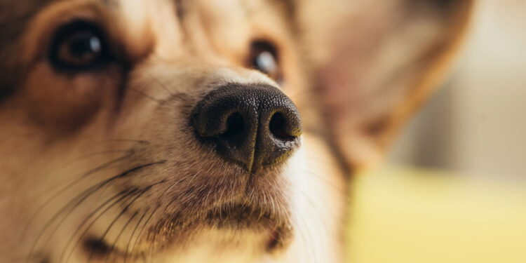 O que esse comportamento do seu cachorro realmente quer dizer