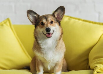 A melhor forma de manter seu pet quentinho no inverno