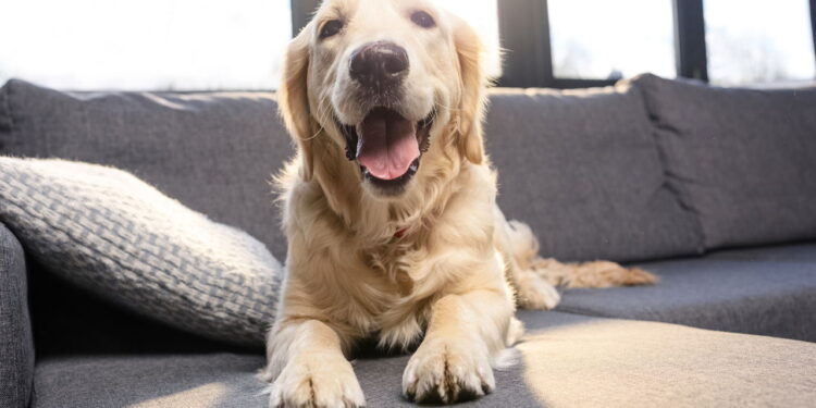 Os nomes mais escolhidos para pets que estão dominando o Brasil