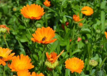 Essa flor além de muito linda ela ainda conquista pelas altas propriedades medicinais!