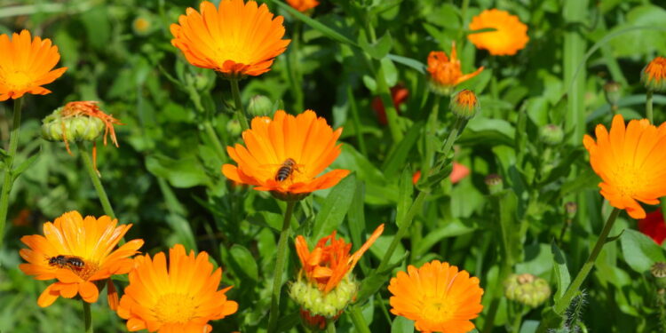 Essa flor além de muito linda ela ainda conquista pelas altas propriedades medicinais!