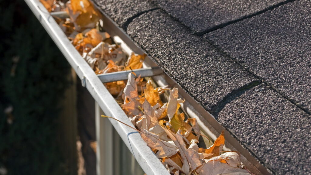 Insetos e ninhos na calha são sinais claros de abandono.