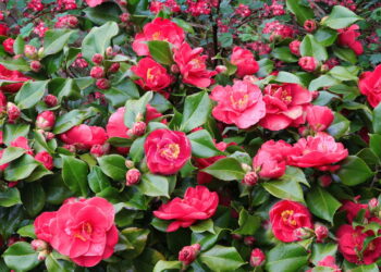 Aprenda a criar um jardim lindo e inesquecível de camélias em casa!
