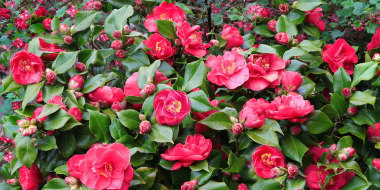 Aprenda a criar um jardim lindo e inesquecível de camélias em casa!