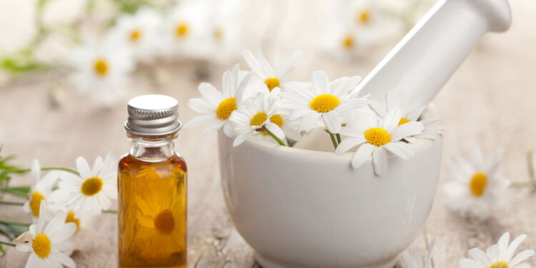 Planta medicinal versátil é muito amada por ajudar a saúde e ser fácil de cultivar!