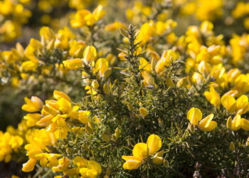 Erva poderosa para a saúde agrada sendo ótima para ter um cultivo em casa