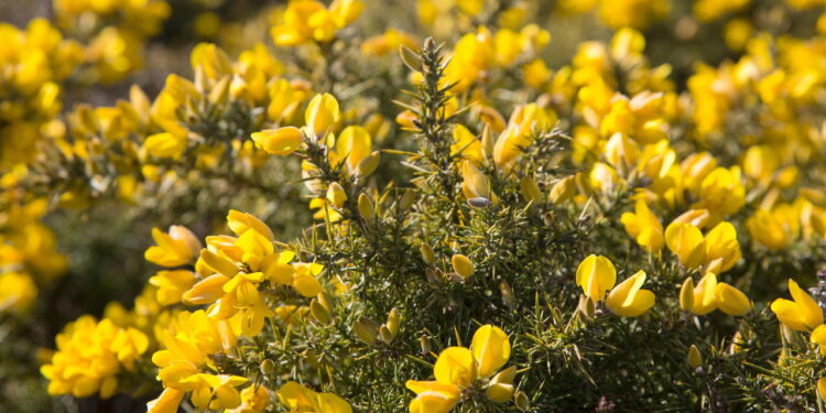 Erva poderosa para a saúde agrada sendo ótima para ter um cultivo em casa