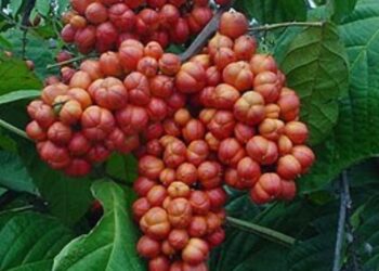 Fruto típico do país valorizado pelo sabor e pelos benefícios à saúde!