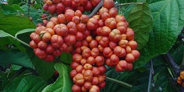 Fruto típico do país valorizado pelo sabor e pelos benefícios à saúde!