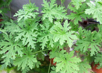 As plantas que afastam abelhas sem prejudicar o equilíbrio do jardim