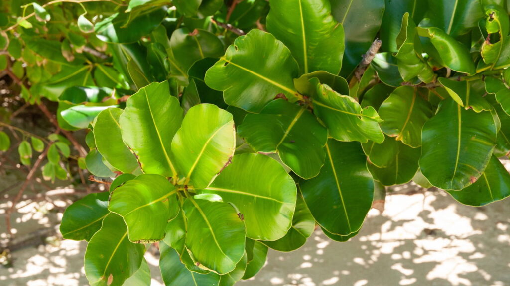 As 4 plantas mais resistentes para cultivar em regiões chuvosas