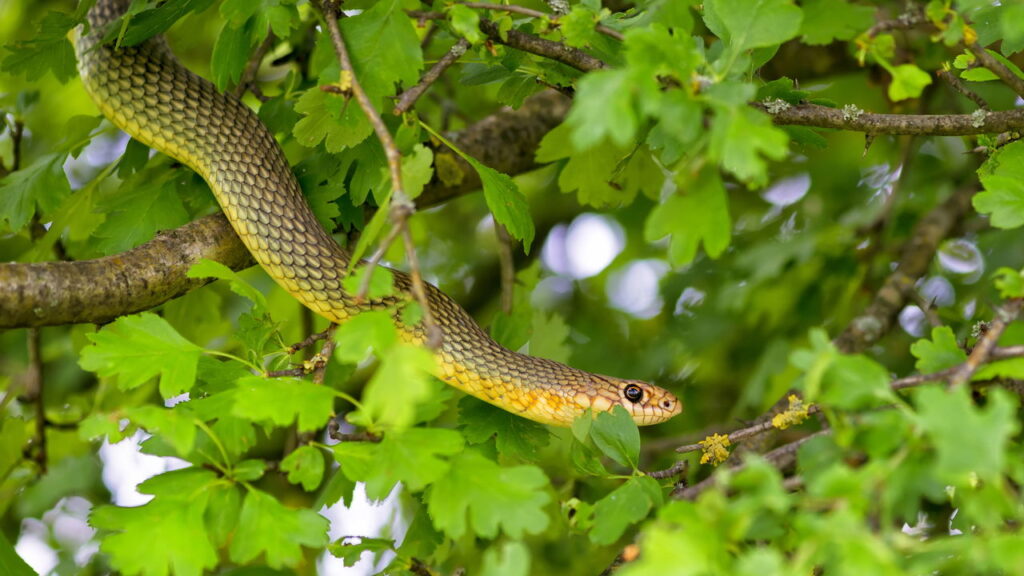 As 3 plantas mais eficazes para manter cobras bem longe