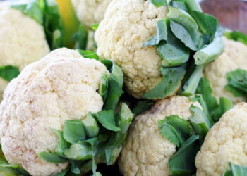 Hortaliça muito amada pelas famílias brasileiras agora pode ser cultivada em seu quintal!