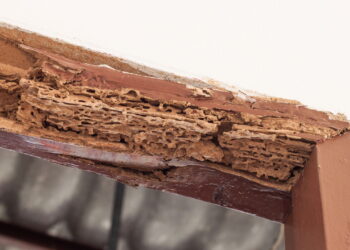 A melhor maneira de se livrar de cupins em portas sem usar produtos químicos