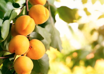 Este guia ensina a cultivar de forma saudável uma fruta muito popular mundialmente