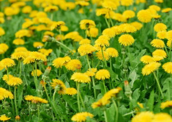 Saiba como essa erva pode transformar sua saúde tendo um cultivo em casa