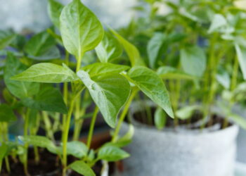 Essa erva além de ter propriedades medicinais excepcionais ainda é fácil de cultivar