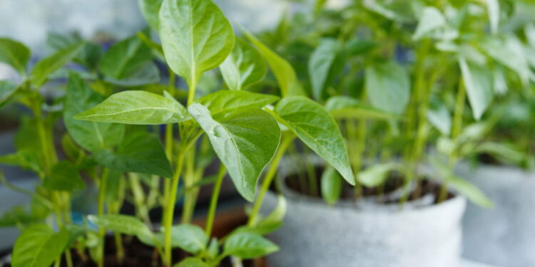 Essa erva além de ter propriedades medicinais excepcionais ainda é fácil de cultivar