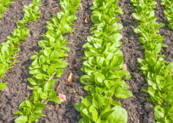 Como plantar espinafre em casa de forma simples e rápida