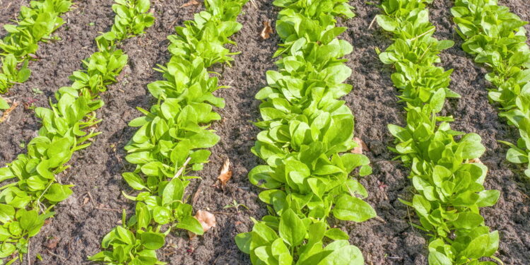 Este vegetal é nutritivo fácil de cultivar e ideal para iniciantes na horta!