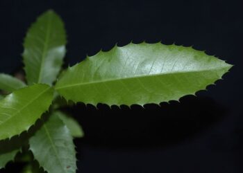Essa planta está transformando a saúde de quem sofre com o estômago