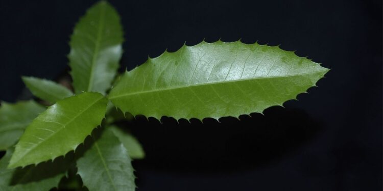Essa planta está transformando a saúde de quem sofre com o estômago