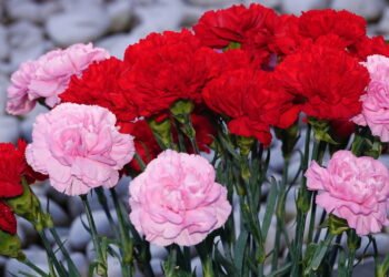 Saiba como destacar seu jardim com flores de cravos cheias de cor e perfume marcante