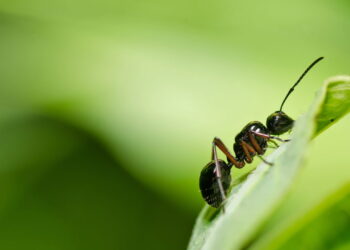 As 3 melhores plantas que matém as formigas bem longe