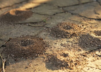 Livre-se dos formigueiros do seu quintal naturalmente com alguns itens essenciais de cozinha
