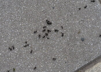 Livre-se dos formigueiros do seu quintal naturalmente com alguns itens essenciais de cozinha