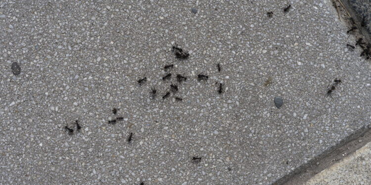 Livre-se dos formigueiros do seu quintal naturalmente com alguns itens essenciais de cozinha