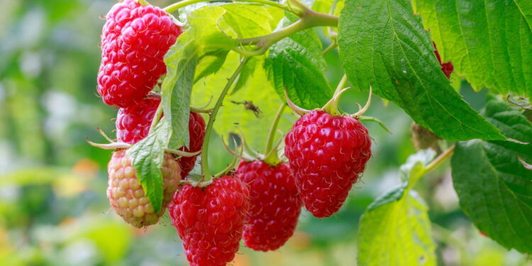 Essa fruta conquista não só pelo cultivo rápido mas também pelas diversas receitas
