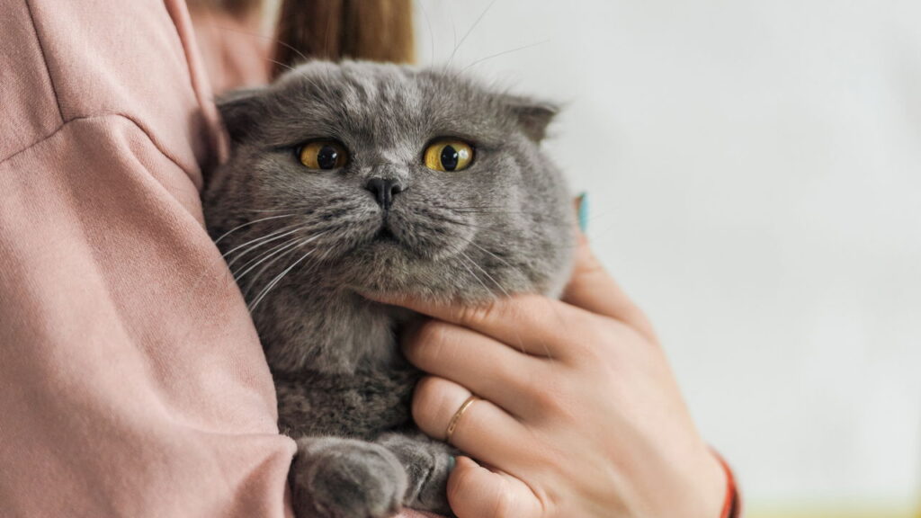 Cientistas revelam como se comunicar com gatos sem dizer uma palavra