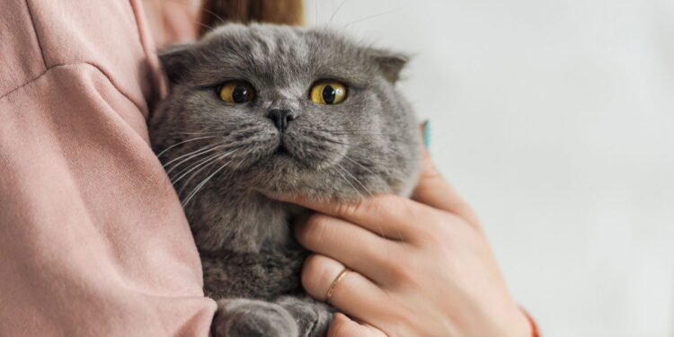 Cientistas revelam como se comunicar com gatos sem dizer uma palavra