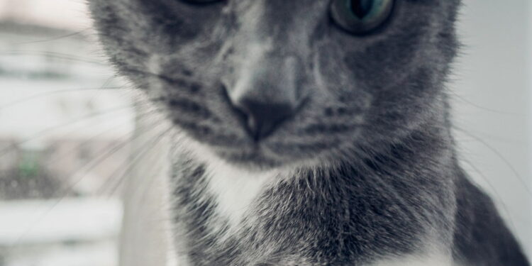 O gato cinza mais lindo do mundo tem olhos verdes hipnotizantes