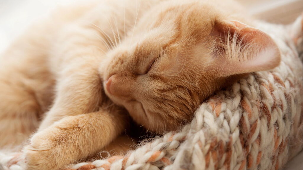Ter um gato é um dos melhores remédios naturais contra o estresse