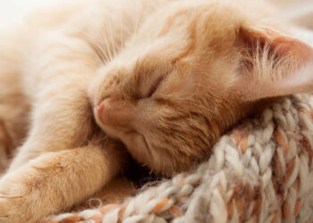 Ter um gato é um dos melhores remédios naturais contra o estresse