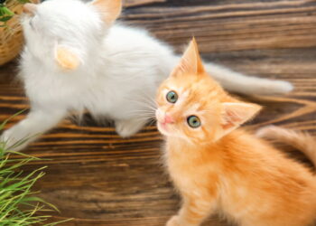 5 cuidados indispensáveis para garantir o bem-estar do seu gato em casa