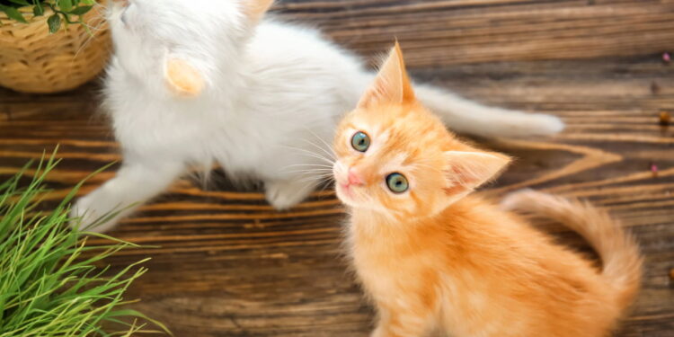 5 cuidados indispensáveis para garantir o bem-estar do seu gato em casa