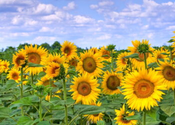 Aprenda a ter um cultivo grande e cativante de girassóis em seu quintal