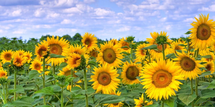 Aprenda a ter um cultivo grande e cativante de girassóis em seu quintal