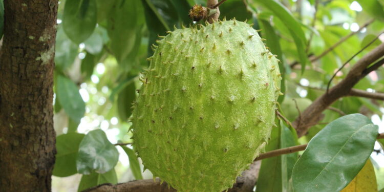 Essa fruta conquista o mundo com seu sabor delicioso e é fácil de cultivar em casa