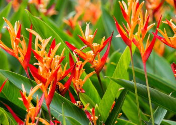 As 4 plantas mais resistentes para cultivar em regiões chuvosas